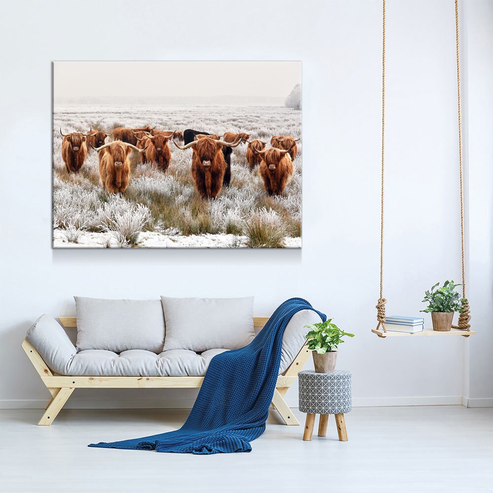 Highland Cows Canvas Wall Art, Ranch Art, XL Wall Art, Ranch Style Home Decor, Scottish Cows, Scottish Highlanders - Royal Crown Pro