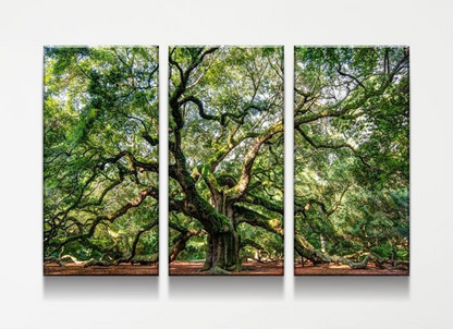 Angel Oak Tree Canvas Wall Art, Wilderness, Southern Live Oak, 3 Piece Wall Art Set, Extra Large Wall Art, Johns Island - Royal Crown Pro